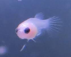 But thing i want to know about colors of babies. Baby Betta About 3 4 Weeks Old Betta Fish Pet Aquascape