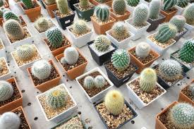 Illustré avec aménagement paysager dans pyrénées. Hubdach Selber Bauen Petit Cactus