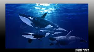Orca Wallpaper For Android Apk Download Looking for the best killer whales wallpaper? orca wallpaper for android apk download