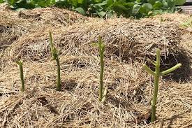 How to protect garden from rabbits. How To Keep Rabbits Out Of The Garden Gardener S Path
