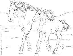 10 magnificient coloriage cheval sauvage gallery a imprimer pingouin