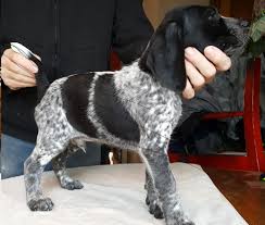 .for sale in germany near you. For Sale Beautiful American And European Bloodline Gsp Puppies Black White Liver White Colors Von Meistern German Shorthaired Pointers