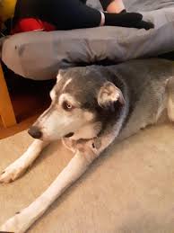 And they have a lot to say about it's hard to say when the first ever great dane husky mix was bred. This Is My Aunt S Great Dane Husky Mix Aww