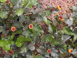 Image result for Spilanthes