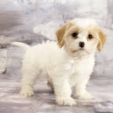 Daddy is a white poodle. All You Need To Know About The Adorable Cavachon Animalso