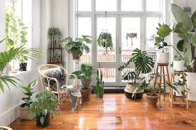 Maybe you would like to learn more about one of these? Apartment Plant Inspiration In Auckland With Mr Cigar Homestyle
