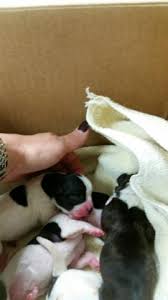 They are already so adorable! Bochi Boston Terrier Chihuahua Puppies Will Be Ready November 24 For Sale In Lubbock Texas Classified Americanlisted Com