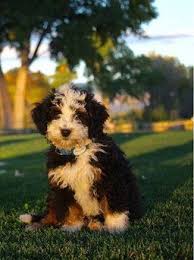 Puppy picks are made a 5 weeks of age. F1b Micro Mini Bernedoodles Maggie X Rio Maggie Is From Rocky Mtn Bernedoodle Program Maggie And Rio Will Have Bernedoodle Bernedoodle Puppy Mini Bernedoodle