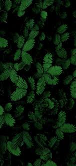 We hope you enjoy our growing collection of hd images to use as a background or home screen for your smartphone or computer. Mimosa Leaves Dark Green Wallpaper Leaf Background Green Wallpaper