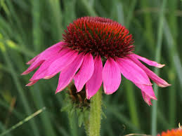 Echinacea pow wow white produces bloom after pristine bloom, and then produces some more! Scheinsonnenhut Powwow Wild Berry Beste Sorten Stauden Wissen