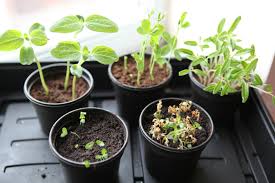 Rather than a traditional potting mix, use a very light mix or fine vermiculite that drains very quickly. Herbs Living The Good Life