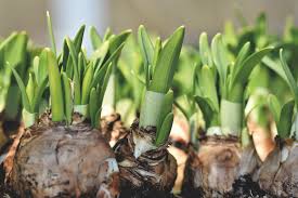 2 plant at the right time best soil temperature for bulb planting. Plant Bulbs For Spring Very Important To Note Best Garden Home And Diy Tips