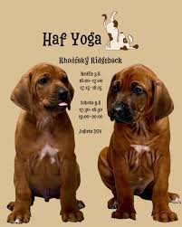 Image result for rhodéský ridgeback