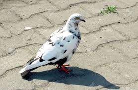 The body of this bird is bronze or gold with the wings that are black, white or blue in color. White Pigeon With Dark Spots Stock Photo Picture And Royalty Free Image Image 21277121