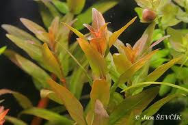 Image result for Nesaea crassicaulis