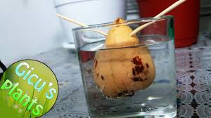 These dried avocado are delicious and rich in flavors. Cum Sa Plantezi Un Avocado Youtube