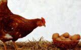 تخم مرغ گرانتر از مرغ