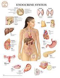 Squarespace Claim This Domain Endocrine System Endocrine System Hormones Endocrine