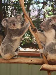 .koalas 100 artworks to raise funds for koala food tree's and conservation of the iconic koala's. Gut Instinct How Can Koalas Eat Such Toxic Eucalyptus Tree Leaves Peerj Blog