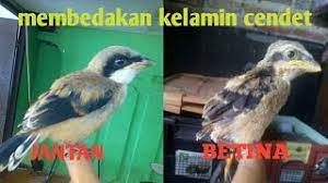 Cara Bedakan Cendet Trotolan Atau Anakan Jantan Dan Betina Liputan Indonesia