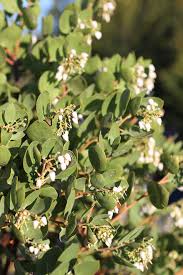 Image result for Adenocarpus mannii