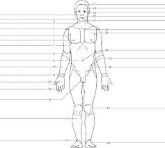 Standard anatomical position is that of a human standing, looking forward, feet together and pointing forward, with none of the all of the directional terms used here refer to the human body in standard anatomical position, but it is important to note that most of these terms are applicable to all mammals. Diagram Body Planes Diagram Unlabeled Full Version Hd Quality Diagram Unlabeled Diagramrt Fjfm It