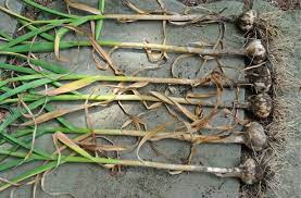 Knowing when to harvest the garlic bulbs is pretty simple once you get the hang of watching for the signs. The Tricky Matter Of When To Harvest Garlic A Way To Garden