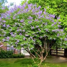 Image result for Vitex amaniensis