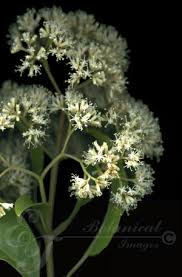 Image result for Nuxia floribunda