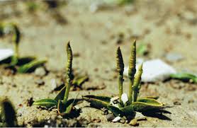 Image result for Ophioglossum gomezianum