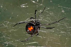 No, black widow isn't a speedster. Are Black Widows Among Us Guest Column The Journal Of The San Juan Islands