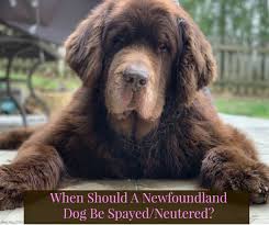 When Should A Newfoundland Dog Be Spayed Or Neutered My Brown Newfies Newfoundland Dog Dogs Dog Breeds