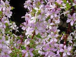 Image result for Buchnera lastii