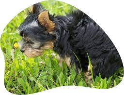 Erkennen sie rechtzeitig, wann der kleine hund muss und können sie ihn rechtzeitig an einen ort bringen, an dem er sein geschäft verrichten darf, dann ist. Welpen Stubenrein Bekommen Amicando