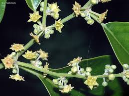 Image result for Ventilago