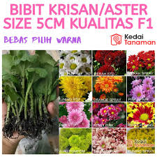Yuk jual & beli bibit bunga hias online dengan daftar harga terbaru june 2021 di tokopedia sekarang! Harga Bibit Bunga Aster Terbaik Taman Perlengkapan Rumah Agustus 2021 Shopee Indonesia