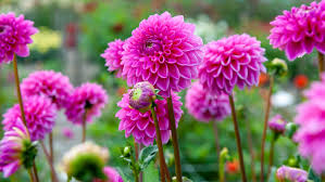 How long do dried flowers last? How To Grow Dahlias Follow Our Advice And Create Dazzling Displays In Your Garden Gardeningetc