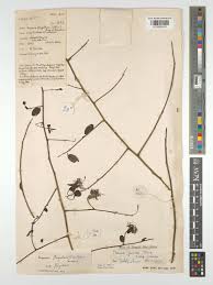 Image result for Maerua juncea