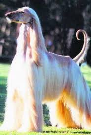 Long Hair Dont Care Rare Dogs Rare Dog Breeds Unusual Dog Breeds