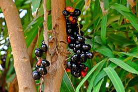 Image result for Syzygium cumini