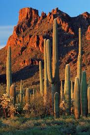 Don't forget to find a place where there is plentiful cactus because this guide does not disappoint. Pin By Tara Watts On Favorite Photographs Arizona Cactus Arizona National Monuments