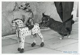 Maybe you would like to learn more about one of these? Kto Takaya No Gonoru V Nej Bloger Elena Blinovskaya Opublikovala Rabskie Vakansii I Vyzvala Shumihu Pikabu