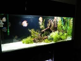 Live Plants With Pool Filter Sand Page 2 Pool Filter Sand Aquarium Sand Freshwater Aquarium Fish