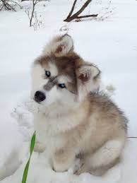 Serigala adalah binatang liar sedangkan husky adalah anjing peliharaan. Alaskan Malamute Siberian Husky And Wolf Hybrid Three And A Half Months Old And Thirty Pounds Playing I Malamute Puppies Alaskan Malamute Puppies Cute Dogs