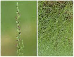 Image result for Acroceras