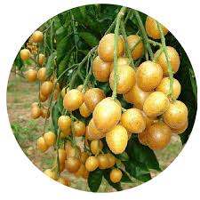 Image result for Clausena lansium