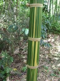Black Bamboo Plants For Sale Ireland Plantfiles Picture 6 Of Bamboo Dendrocalamus Sinicus Giant Bamboo Bamboo Garden Bamboo Plants