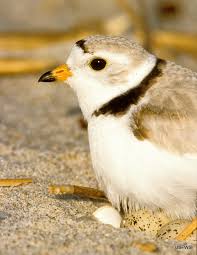 Image result for Sorghastrum fuscescens