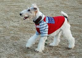 Feje balta alakú, füle kicsi és előre bicsaklik, szeme éber, figyelmes, színe sötétbarna. Foxterrier Rassebeschreibung Wesen Haltung Und Pflege