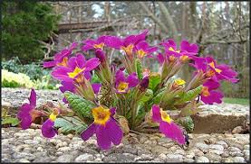 Image result for Primula x pubescens